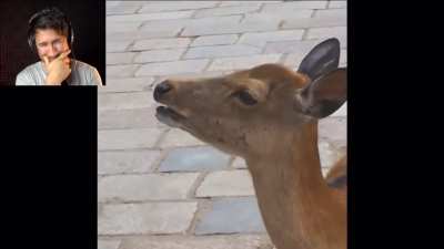 Bambi&rsquo;s annoyed