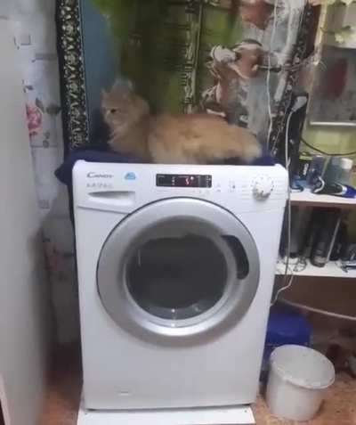 The washing machine massages the cat. Lol! It&rsquo;s intense 🤣🤣🤣