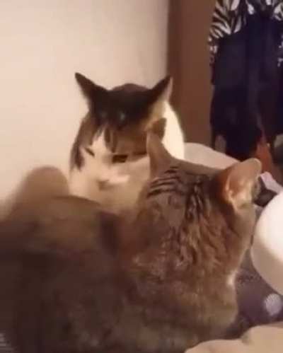 Is it me or do I hear a the cat say &ldquo;Ow.&rdquo; the first time?