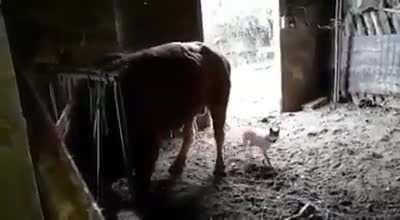 Just ouch....poor doggo