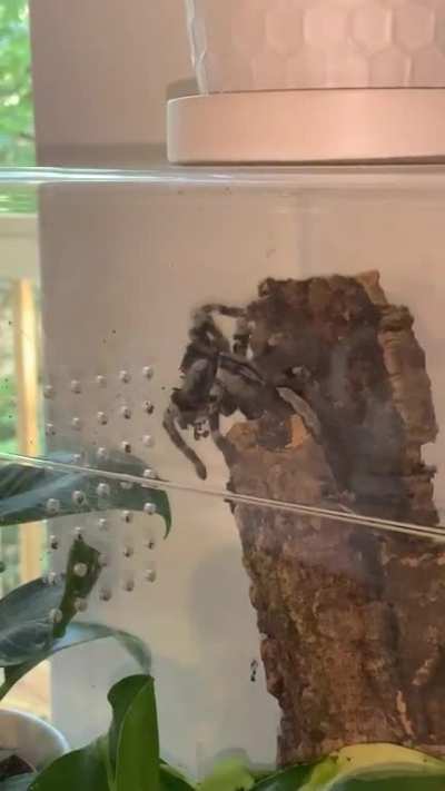 Clearly is not happy with the way I arranged her substrate