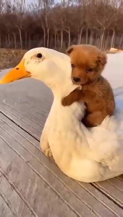 A cute dog giving a hug