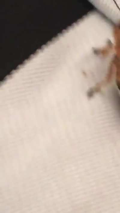 Bug