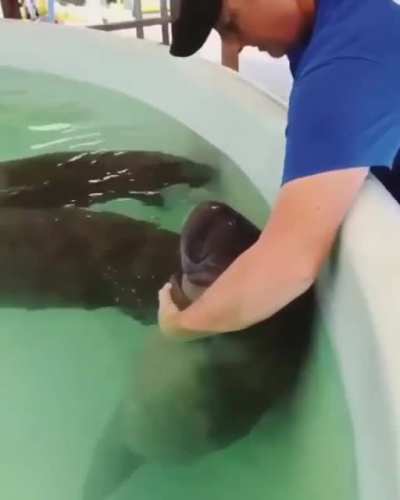 How to feed a young chunky manatee