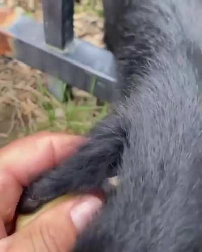 artık evrime inanıyorum &ccedil;&uuml;nk&uuml; aynı kardeşim gibi yiyor amk