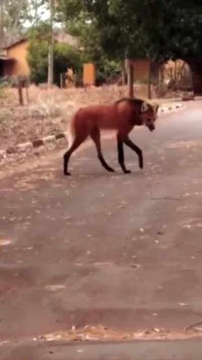 The Maned Wolf (Chrysocyon brachyurus) is the only living member of its genus, they&rsquo;re also the tallest canid in South America