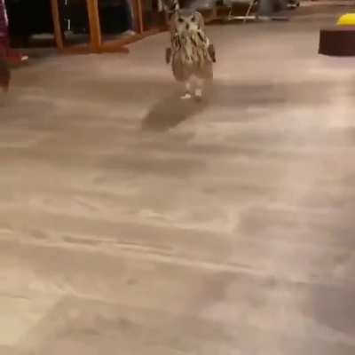 That's how Owl run 