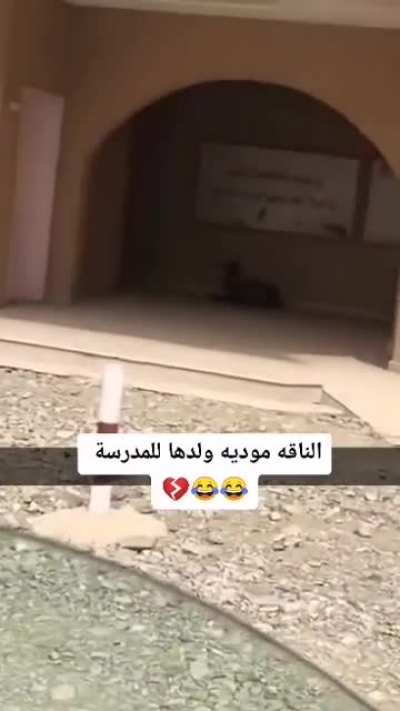 A camel taking her calve to school