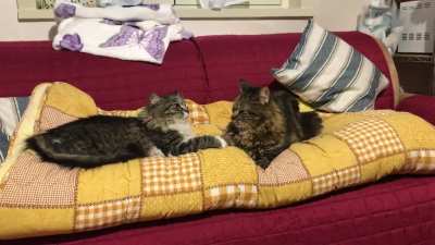 I think it is a 1-seat sofa.
