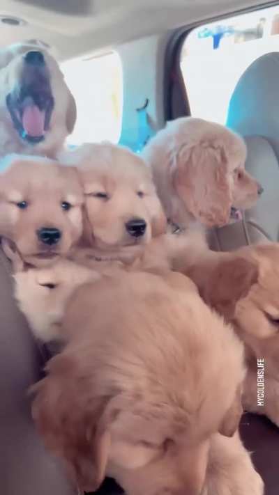 Cute dog's 