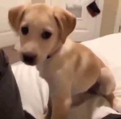 Mess with the dog you get the teeth.