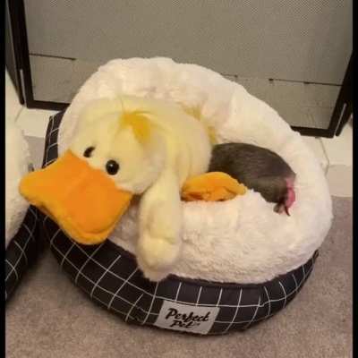 Rescued baby wombat putting himself to bed