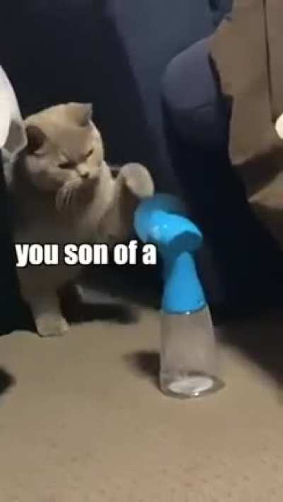 Cat vs Fan