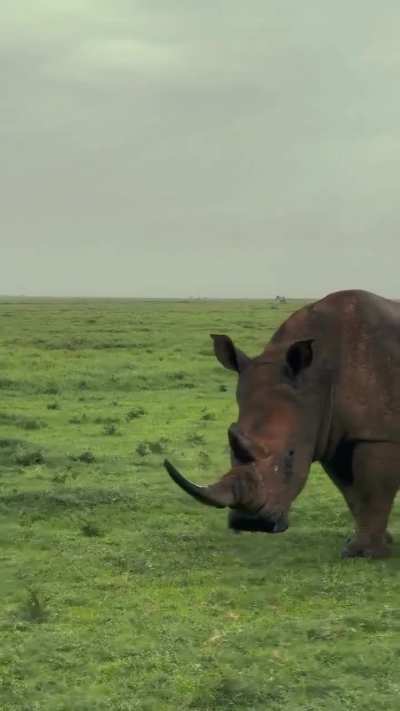 A Rhino with a full horn. It&rsquo;s really sad that it&rsquo;s rare to see rhinos with their full horns now.