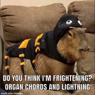 capybara meme