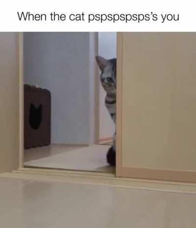 Hitcat lures victim into shadows