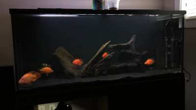 changed up the 120g from pool filter sand to black sand