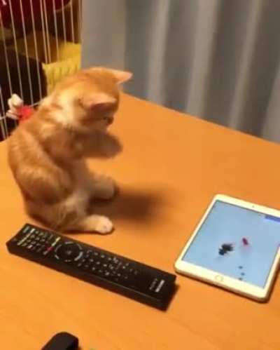 Catching the fishy