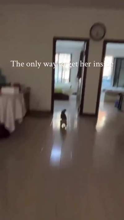 Cat yeets itself