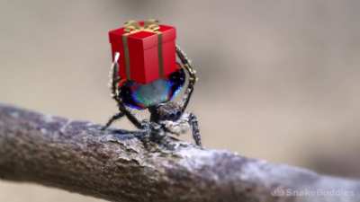 A Very Spidey Christmas