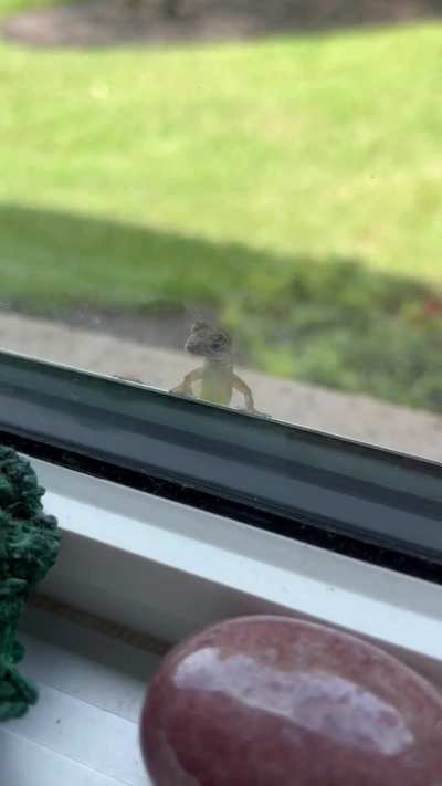 Could anyone explain why this anole wants to come inside so bad? She&rsquo;s here every day&hellip;