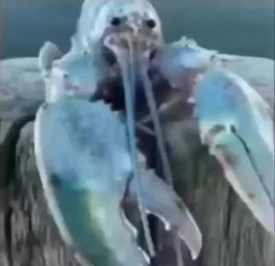 HIGH QUALITY LOBSTER WITH DRACULA MUSIC INTERRUPTED BY LOBSTER WITH DRACULA MUSIC ‼️‼️