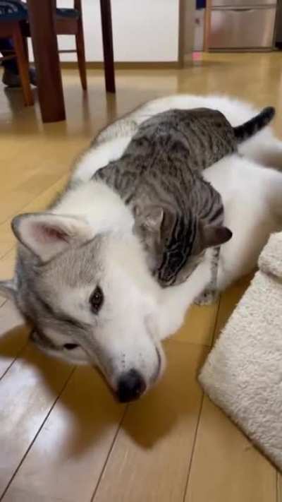 Best bed ever