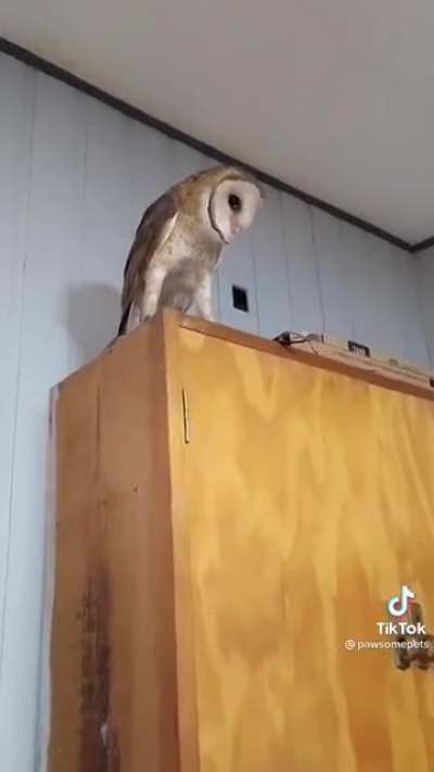 Scaredy-owl