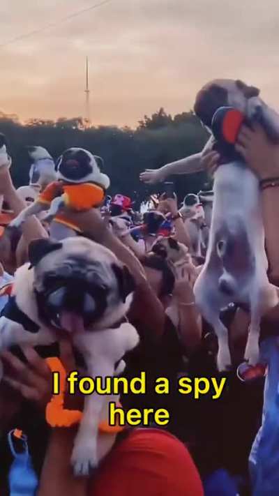 “How do you do, fellow pugs”