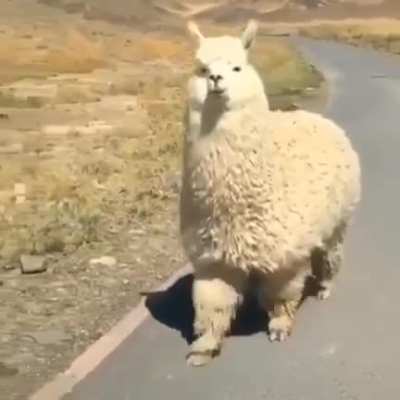 There are no wild alpacas. Alpacas are domesticated versions of vicu&ntilde;as, South American ruminants that live high in the Andes. Alpacas are raised mainly for their soft and fluffy wool.