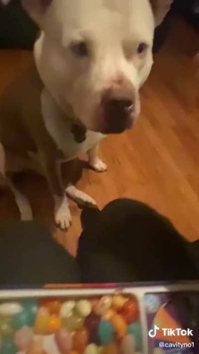 Dogs aren&rsquo;t supposed to eat jelly beans