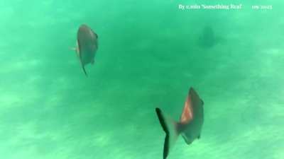 Brief Encounters &ndash; Feed the Fish