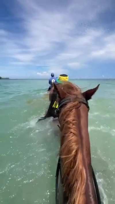 Not the honeymoon activity they were hoping for