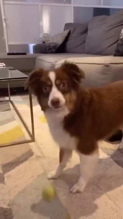 This woman used all her dog&rsquo;s favorite words to tell her a story
