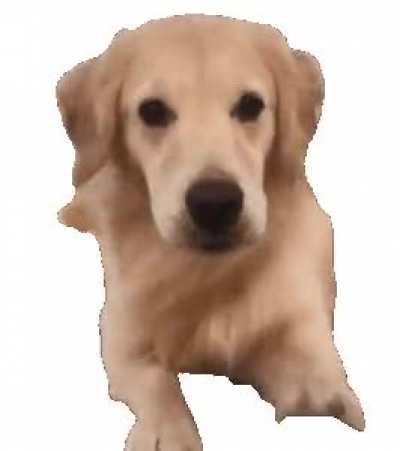 I have nothing to post for day 16 so have a dog