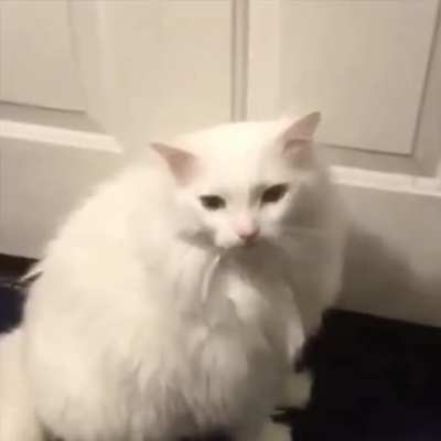 its the meme cat