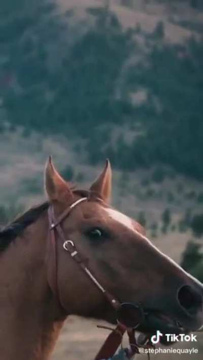 Horse wants to be introduced