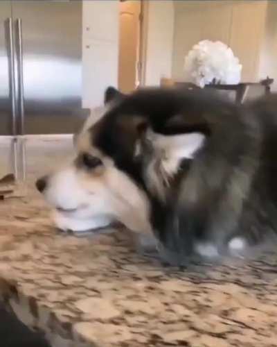 Perfectly Cut Dog