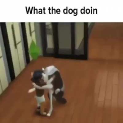 What the dog doin