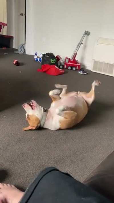 Does anyone else&rsquo;s hippo do this