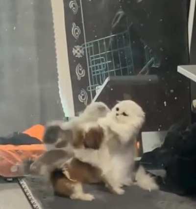 The violence!