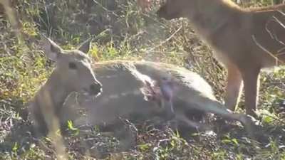 Chital Deer getting eaten alive by a Dhole
