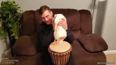 Duck playing the drums