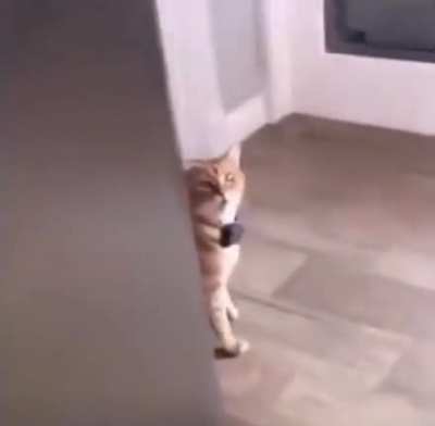 Cat says &laquo;well hi&raquo; in a southern accent