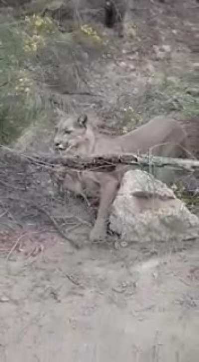 Puma que escapaba del incendio quedo atrapado en alambres(fue liberado momentos despues)
