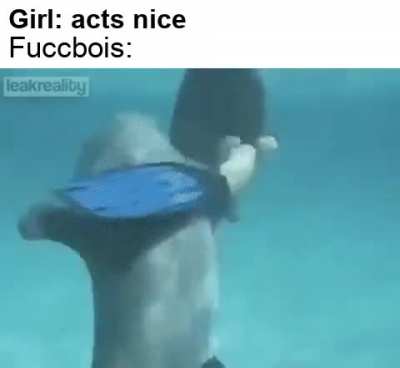Weren't dolphins supposed to be nice lol