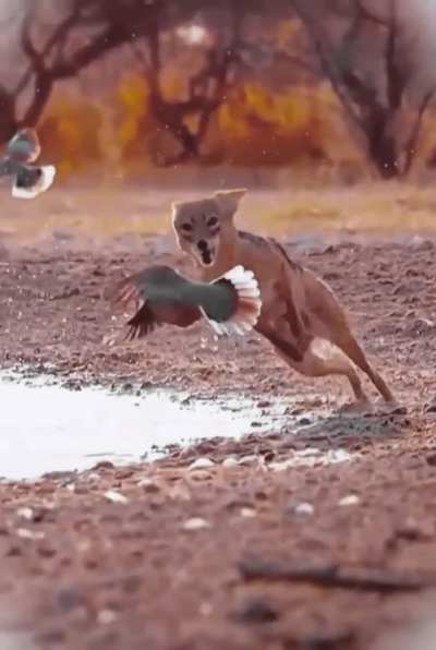 Plucky jackal