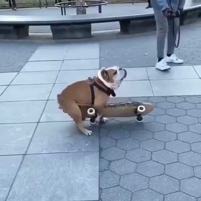 Dog loves to ride his skateboard in public&hellip;.