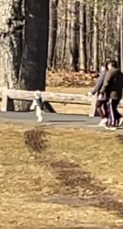 literally &ldquo;walking&rdquo; the dog