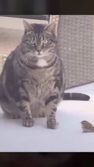 The poor bird...